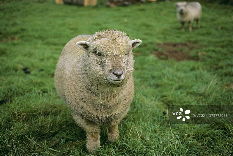 南丘绵羊正面视角图片素材