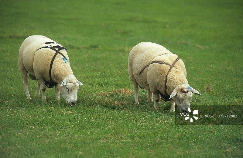 绵羊繁殖，公羊穿着带有彩色方块的安全带，在交配期间标记母羊，英国图片素材