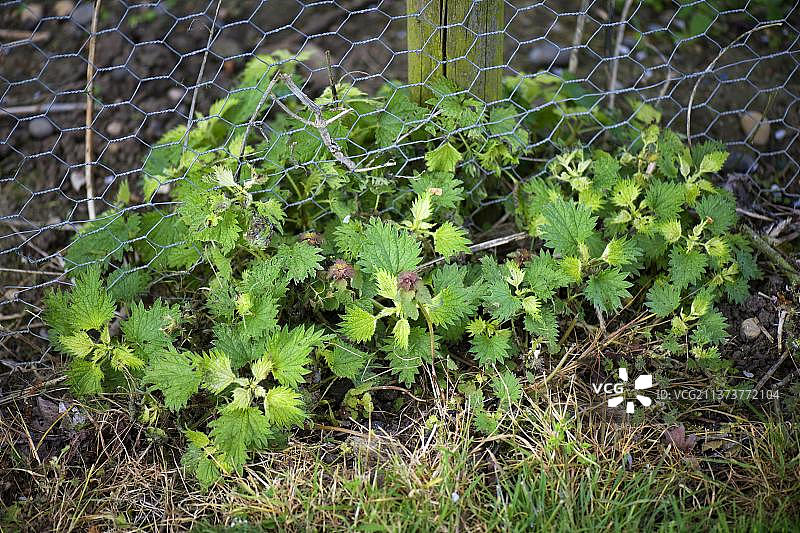 使用草甘膦处理后显示损伤迹象的荨麻（Urtica）图片素材