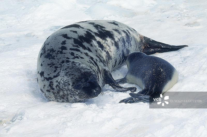 加拿大马格达莱纳岛：冠海豹母子在冰原上哺乳图片素材