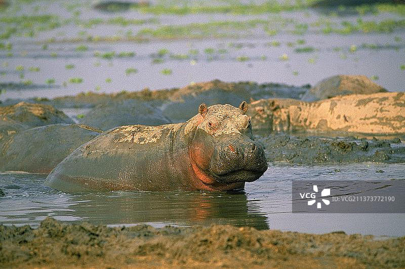 维龙加公园中正在泥浴的河马图片素材