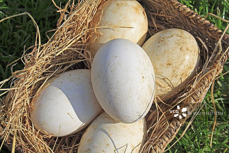 英国萨福克郡门德尔沙姆的篮子里装着五个家鹅蛋图片素材
