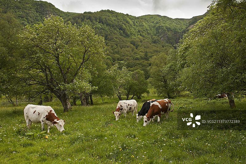 家养牛，在高原牧场上吃草的牛，法国奥弗涅桑西山区Chaudefour山谷保护区图片素材