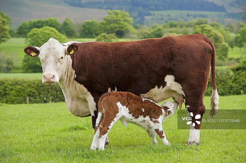 在坎布里亚牧场上站立的 Hereford 母牛和新生小牛正在吸吮母乳图片素材