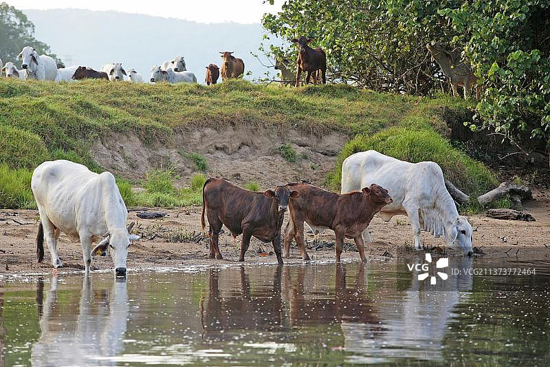 家养牛，婆罗门牛（印度瘤牛）母牛和小牛，在鳄鱼出没的丹特里河中饮水，丹特里国家公园，昆士兰州，澳大利亚，大洋洲图片素材