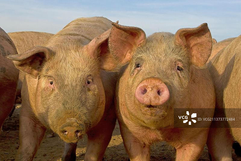 幼年家猪在诺福克商业散养地图片素材