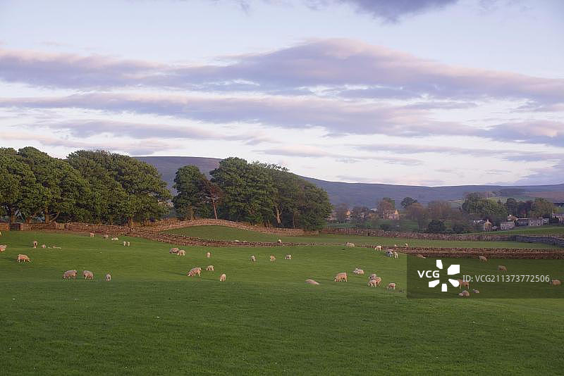 家 sheep，母羊和小羊羔，在日落时分在有干燥石墙和成排树木的牧场上放牧，英国北约克郡文斯利代尔卡珀比，欧洲图片素材