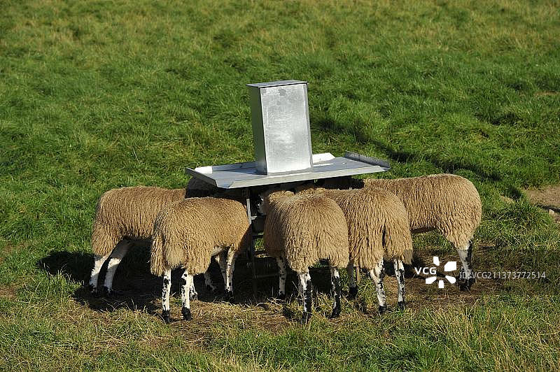 在英国北约克郡牧场上从补饲器中取食的杂交羊羔群图片素材