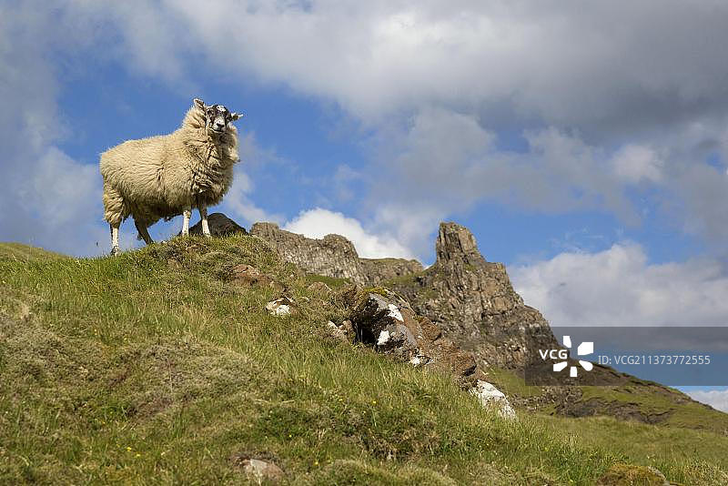 家 sheep,成年,站在荒地上,Quiraing,Meall na Suiramach,特罗特尼什半岛山脊,斯凯岛,内赫布里底群岛,英国,欧洲图片素材