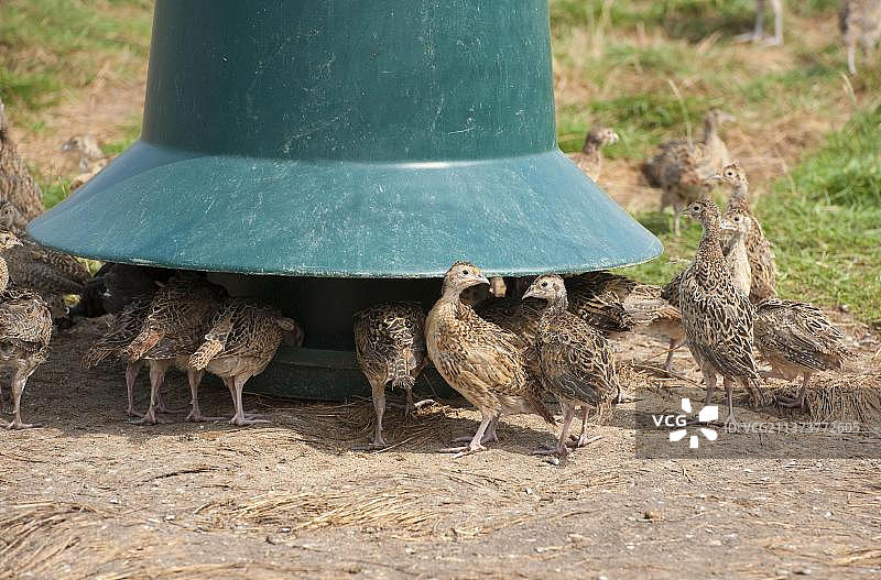 雉鸡养殖：五周龄的普通雉鸡幼雏图片素材