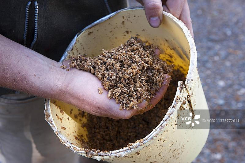 养猪场：农民用啤酒糟喂猪（英国坎布里亚郡）图片素材