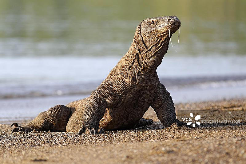 科莫多岛科莫多巨蜥图片素材