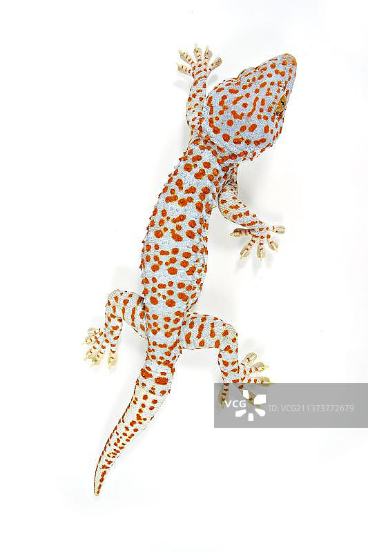 蛤蚧成年个体图片素材