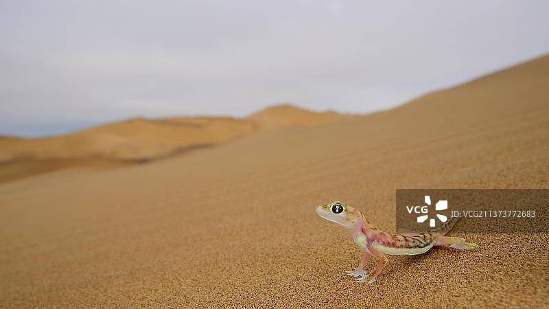 非洲纳米比亚纳米布沙漠中的蹼足壁虎图片素材