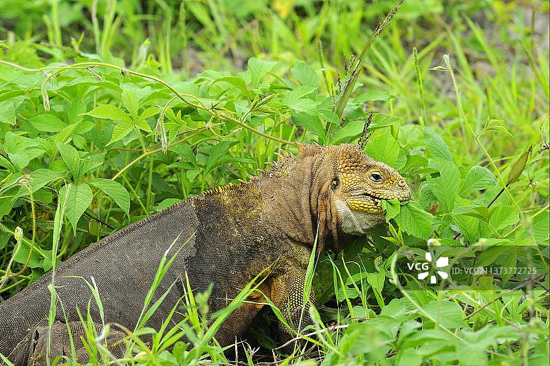 加拉帕戈斯陆鬣蜥，陆鬣蜥正在加拉帕戈斯群岛上吃树叶图片素材