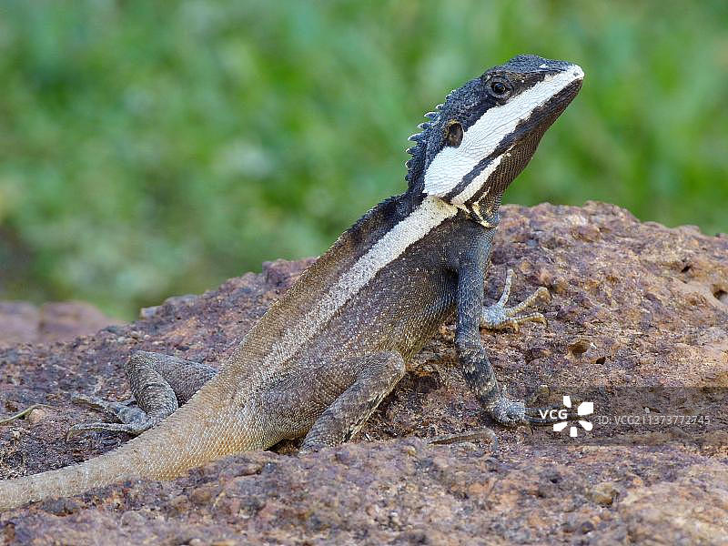 澳洲北部水龙图片素材