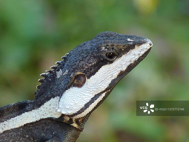 北部水龙（雄性成年个体头部特写），卡卡杜国家公园，澳大利亚北部地区图片素材