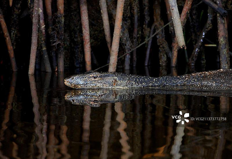 在河中游泳的东南亚水巨蜥图片素材