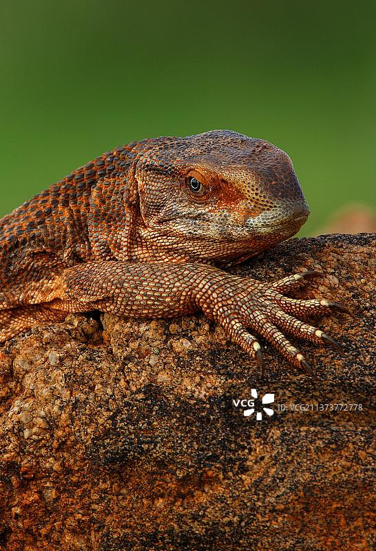 草原巨蜥（Varanus exanthematicus）成年个体，头部和腿部栖息在岩石上特写，肯尼亚察沃东国家公园图片素材