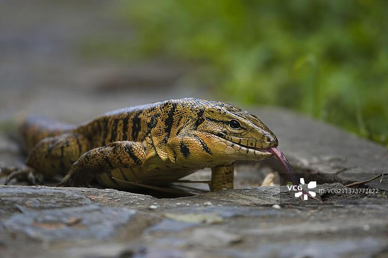 特立尼达和多巴哥成年泰加蜥蜴图片素材