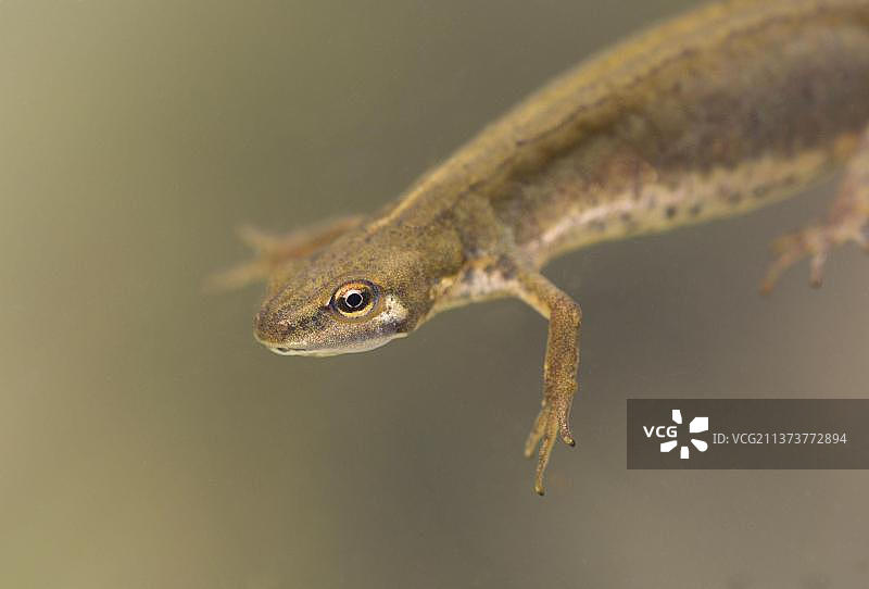 光滑的蝾螈成年雌性头部和前腿特写，在露池水下，英国德比郡峰区拉思基尔谷图片素材