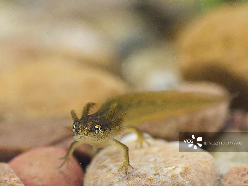 水石上的普通蝾螈图片素材