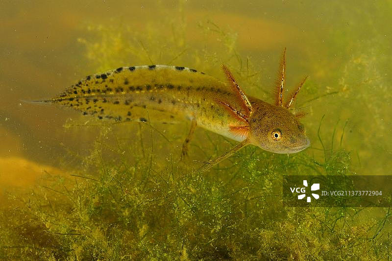 意大利丽螈幼虫，水下，意大利，欧洲图片素材