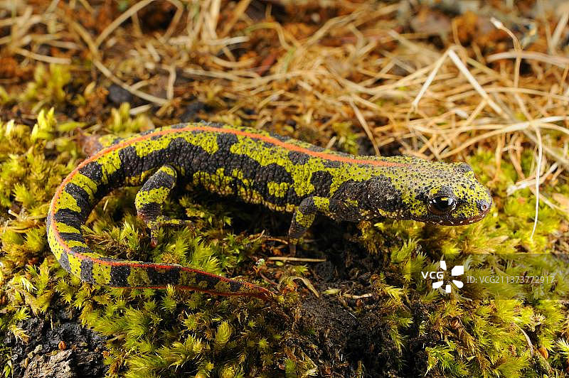 大理石纹蝾螈成体在苔藓上行走（西班牙，欧洲）图片素材