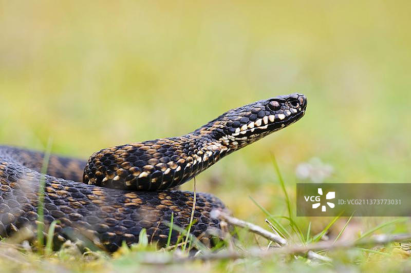 蝰蛇：盘绕在英国肯特郡斯旺利附近草地上的成年雄性欧洲蝰蛇图片素材