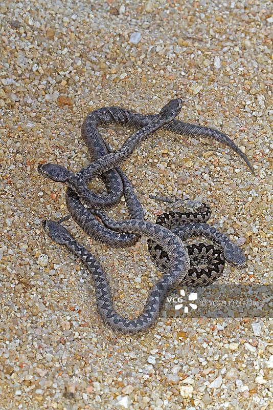 新生的拉塔斯特毒蛇，瓜达拉马国家公园，西班牙图片素材