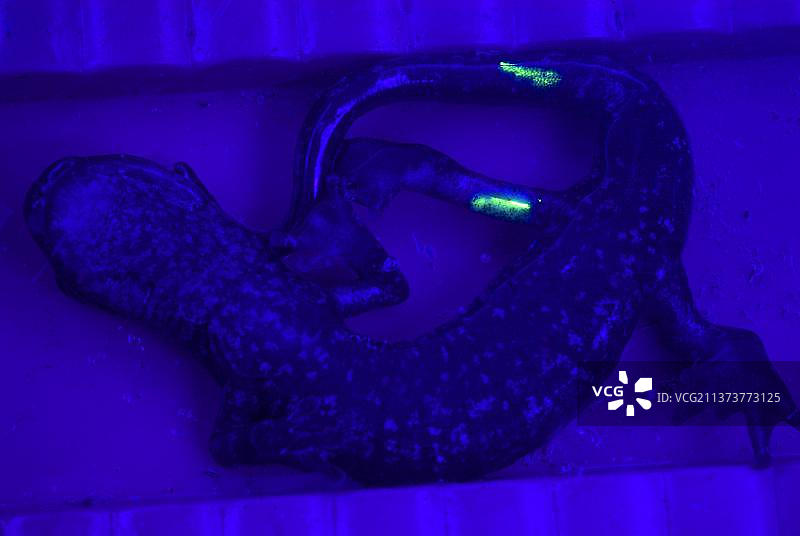 利古里亚洞螈图片素材