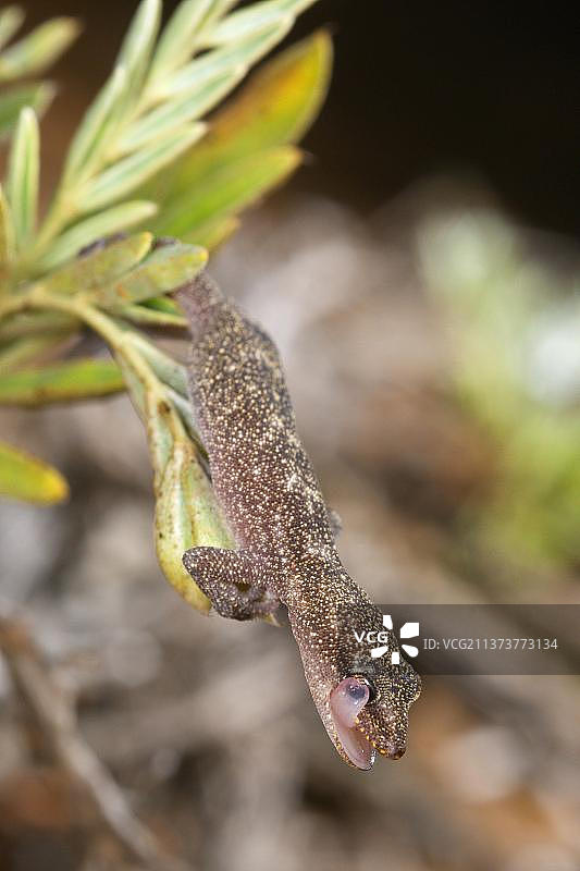 欧洲蜥虎，用舌头清洁眼睛图片素材