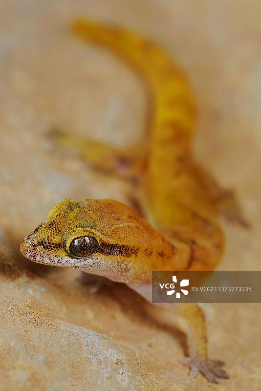 半趾壁虎：索科特拉岛岩石上的成年侏儒叶趾虎图片素材