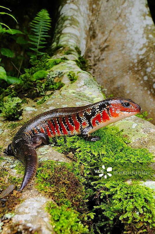 卢旺达山地雨林中的成年火焰石龙子图片素材