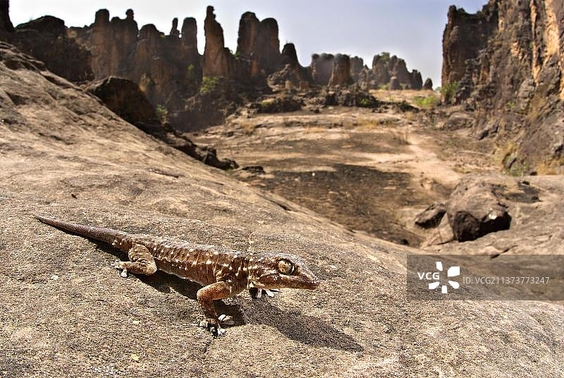 白点壁虎图片素材
