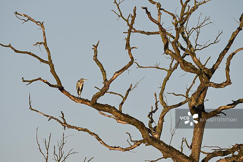 在德国北莱茵-威斯特法伦州鲁尔区博特罗普矿区枯树上休息的苍鹭图片素材
