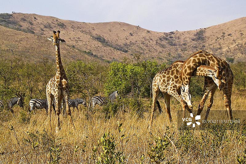 克鲁格国家公园的长颈鹿群，南非，非洲图片素材