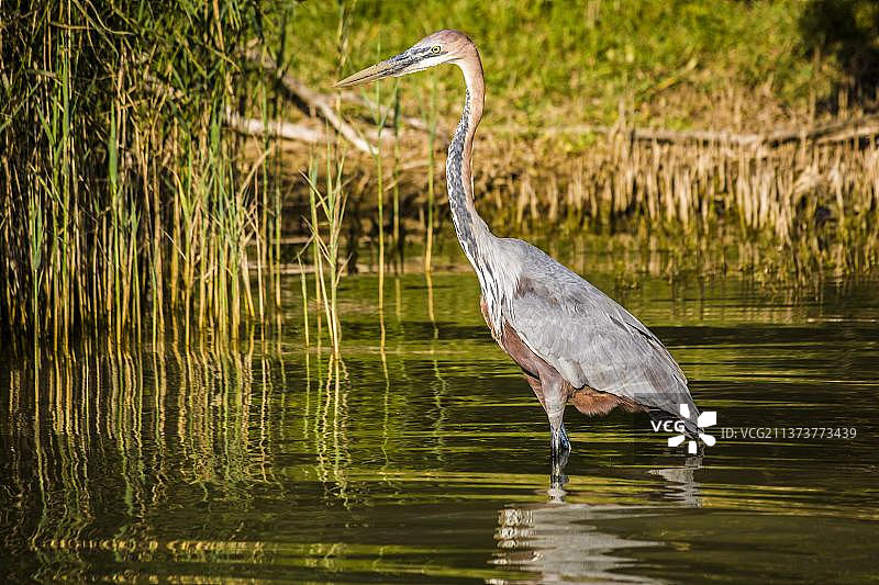也称为灰鹭的苍鹭（Ardea cinerea），圣卢西亚湖，南非图片素材
