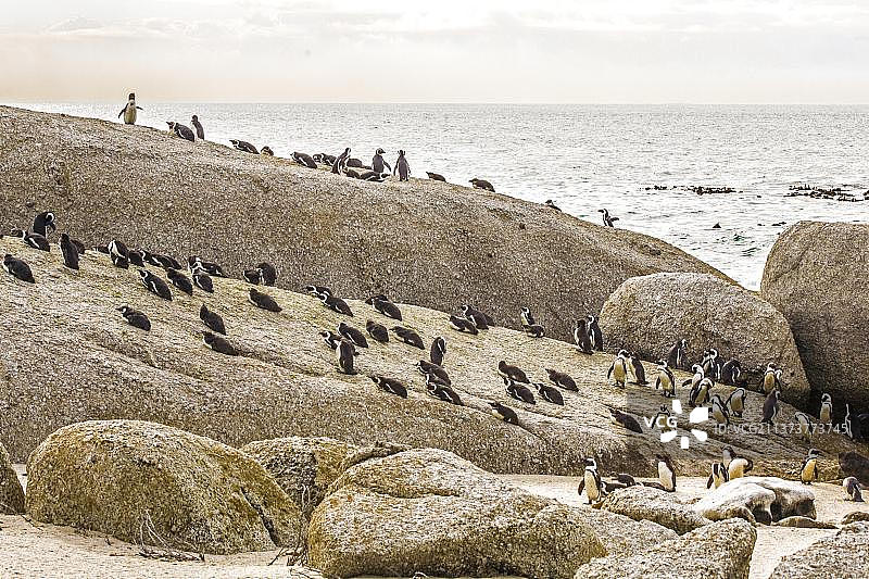 南非好望角博尔德斯海滩上的非洲企鹅图片素材