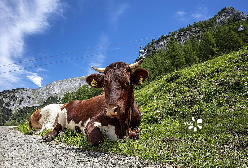 德国巴伐利亚牧场上的奶牛图片素材