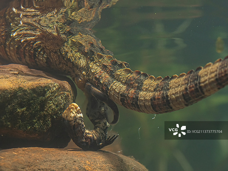 瑶山鳄蜥生产图片素材