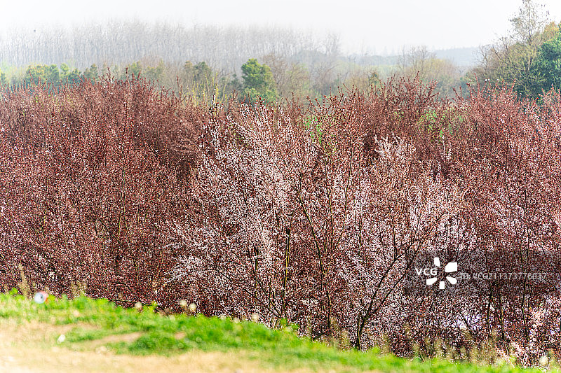 春天的阳光下树林里开满了花图片素材