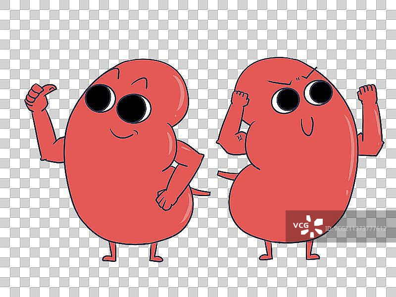 元素：健康的双肾图片素材