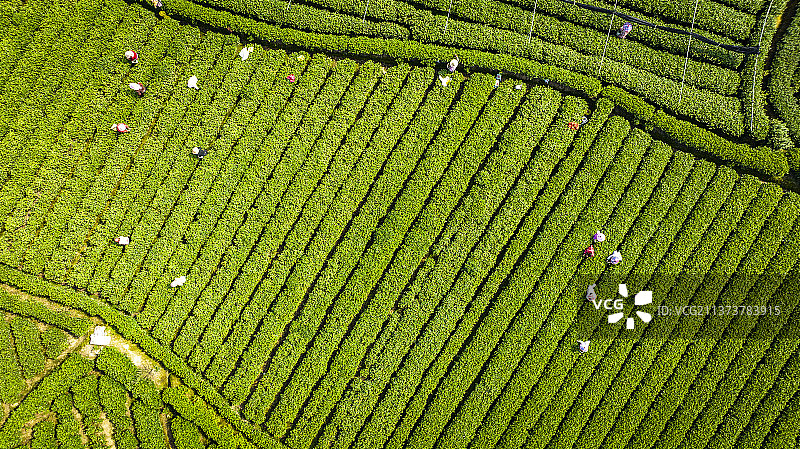 浙江丽水大木山茶园景区图片素材