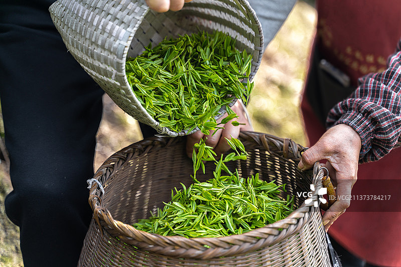 茶农向竹篮中倾倒茶叶的过程图片素材