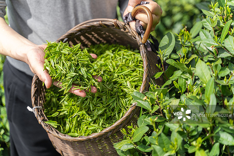 茶农捧着满满一竹篮的新鲜茶叶图片素材