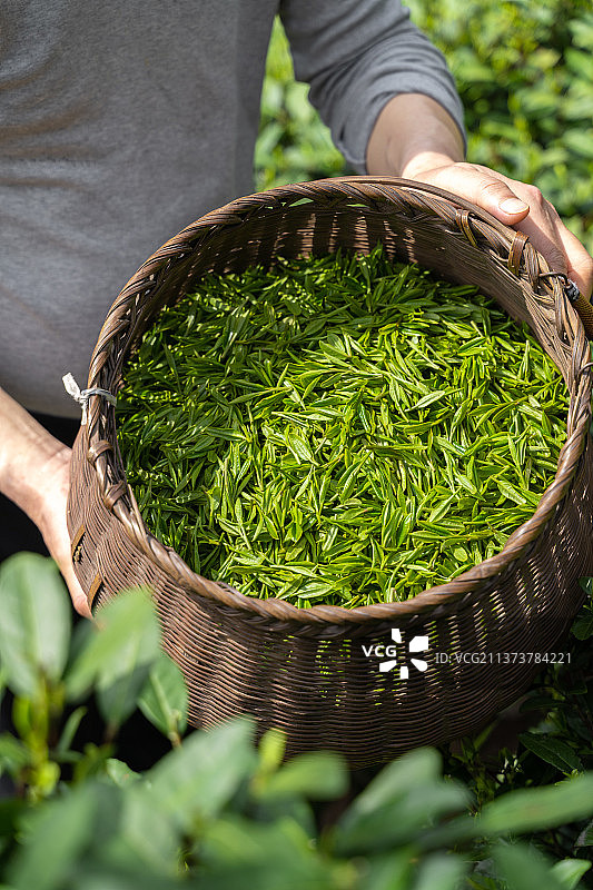 茶农捧着满满一竹篮的新鲜茶叶图片素材