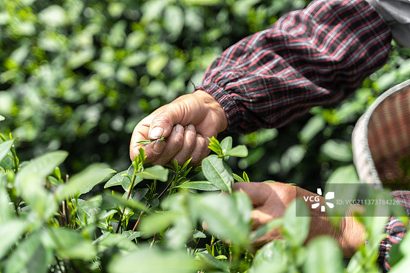 茶农采摘新鲜茶叶嫩芽的手部特写图片素材