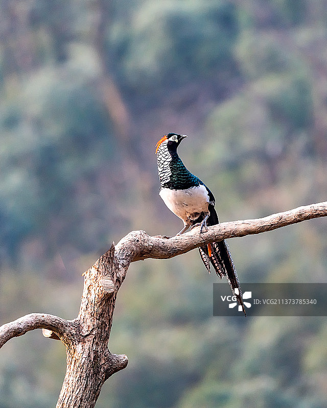 张望的白腹锦鸡图片素材