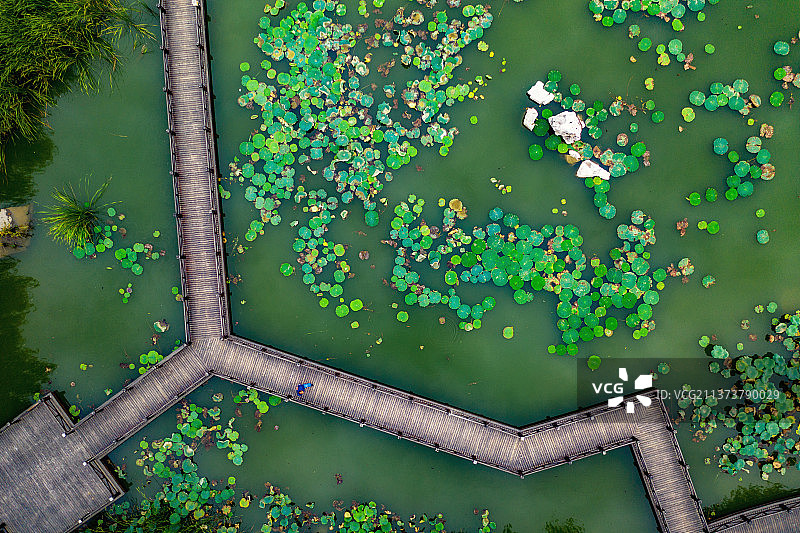 赏荷池+山东省济宁市任城区南池公园图片素材